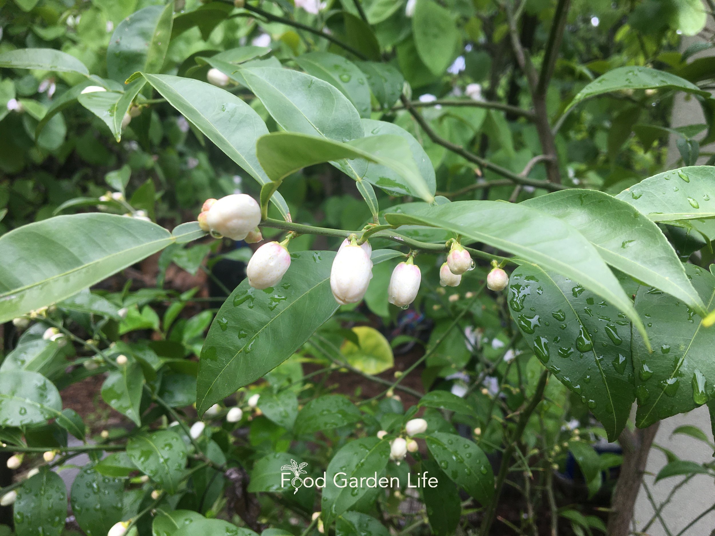 Yuzu: This Citrus is a Rare and Fragrant Foodie's Delight (And You